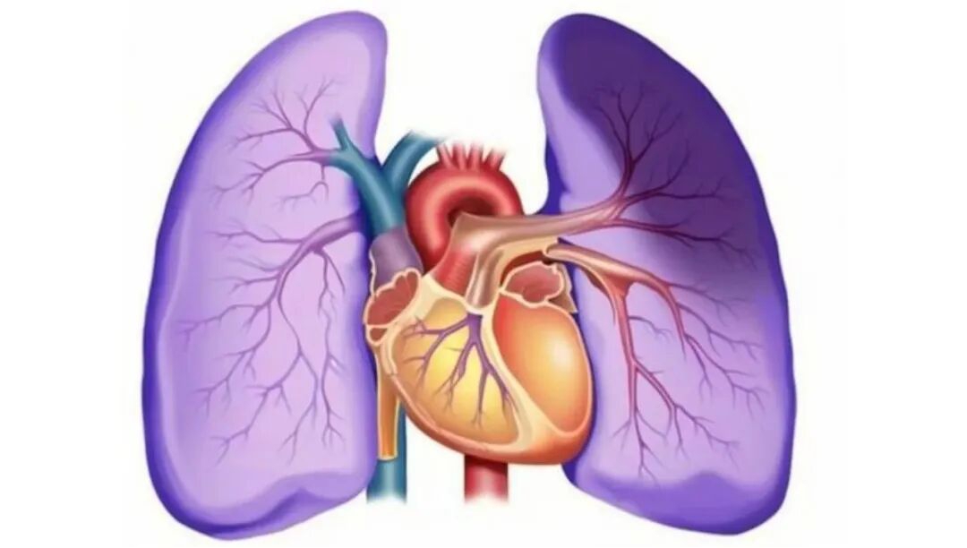 什么是肺心病？怎样预防肺心病？